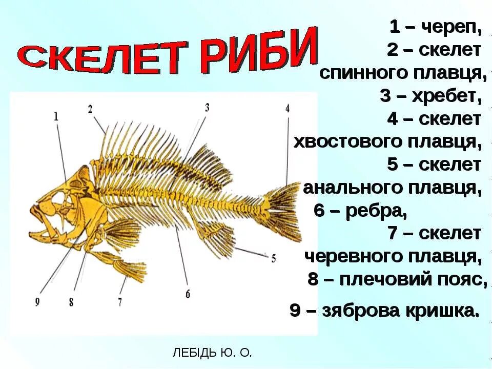 Скелет рыбы строение. Опорно двигательная система рыб схема. Осевой скелет костных рыб. Строение опорно двигательной системы у рыб.