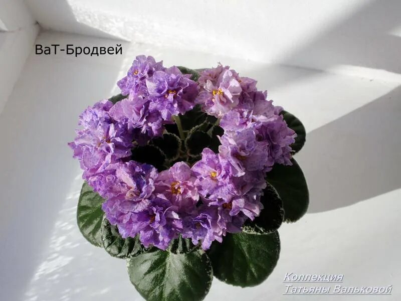 Огни бродвея фиалка фото Восхитительная фиалка DN Fleur: фото и описание Натуралист Фотогалерея природы н