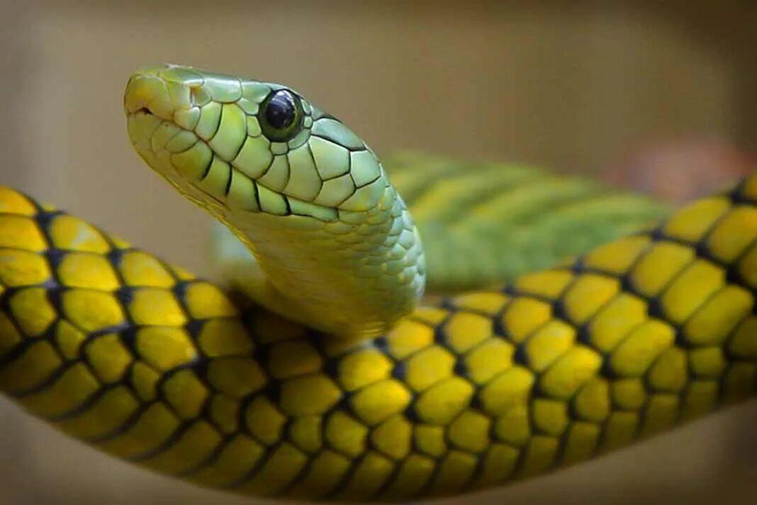 Отряд чешуйчатые представители змей. Зеленая куфия. Виды пресмыкающихся змей. Прыткая ящерица и уж обыкновенный. Зеленая куфия змея.