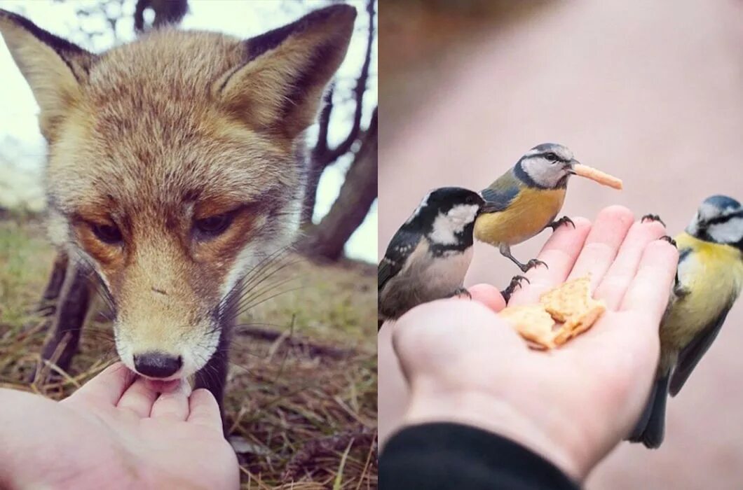 Кормление диких животных. Кормление животных. Зверюшки для детей. Дети с животными. Кормление диких животных.