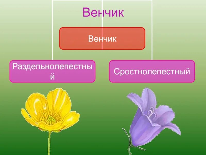 Сростнолепестный околоцветник. Чашечковидный и венчиковидный околоцветник. СПАЙНОЛЕПЕСТНЫЙ околоцветник. Сростнолепестный венчик.