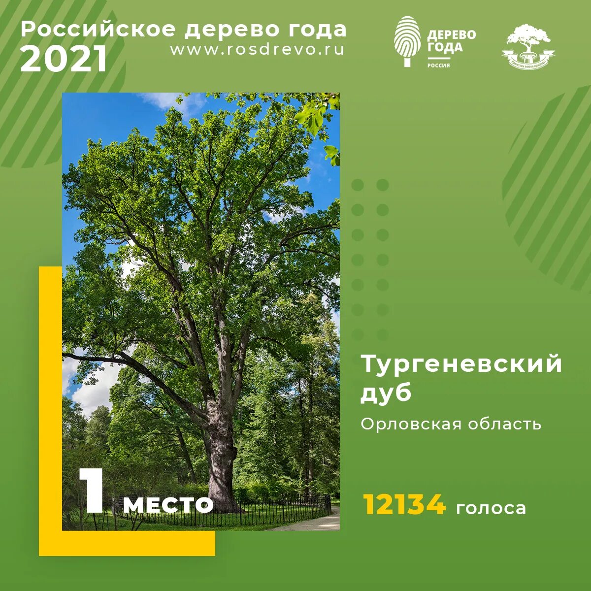 Я живу в россии где дубы песня. Тургеневский дуб в Спасском-Лутовиново. Дуб Тургенева в Спасское Лутовиново. Дерево Тургеневский дуб. Тургеневский дуб 2022.