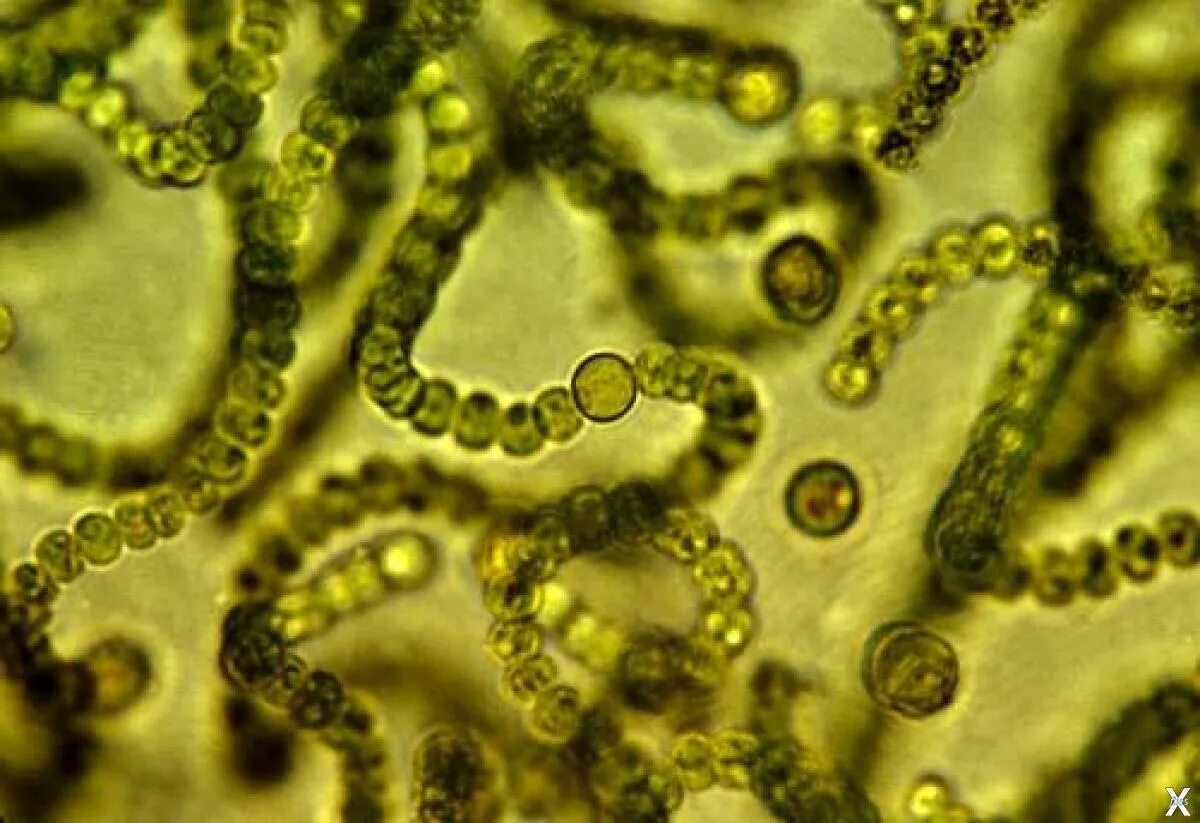 Цианобактерии носток. Синезелёные водоросли цианобактерии. Цианобактерии бациллы. Носток бактерия. Группы организмов цианобактерии