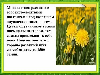 Сочинение рассуждение на тему одуванчик