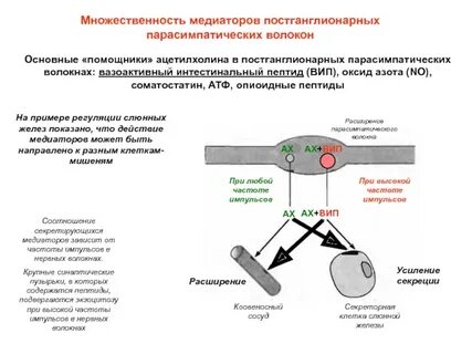 Медиаторы постганглионарных волокон парасимпатической нервной системы