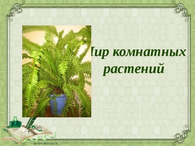 Информация для проекта по теме комнатные растения