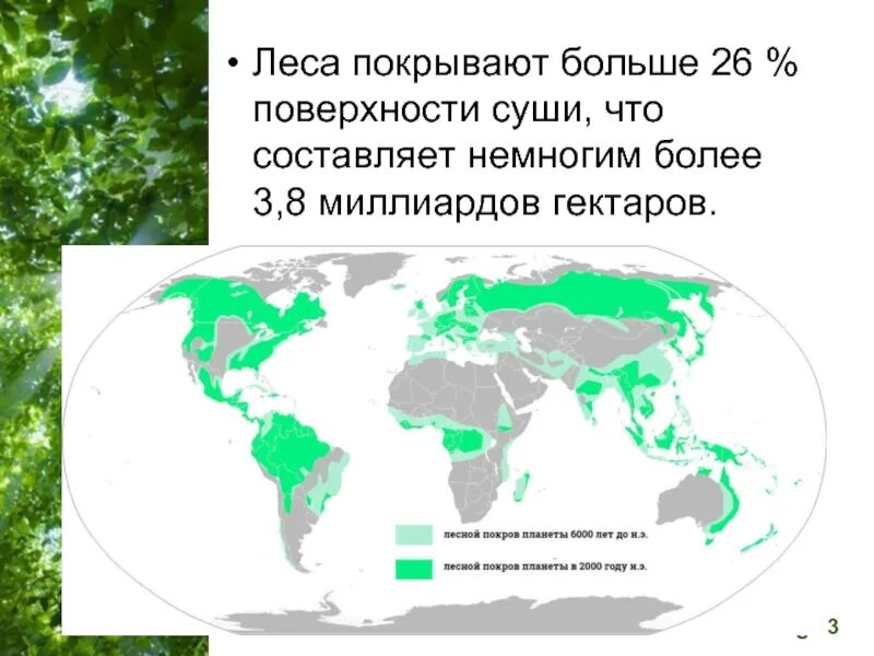 Огромная часть суши. Площадь лесов на планете. Лесной Покров планеты. Сколько лесов на планете земля.