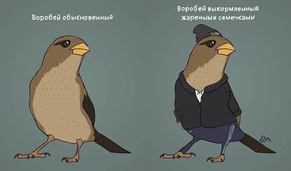 воробей анекдоты. анекдот про воробья и мотоциклиста. воробей анекдоты. анекдоты про птиц. анекдот про байкера и воробья.