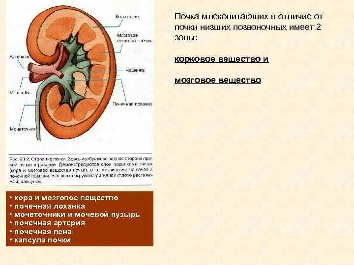 Какие почки у млекопитающих. Схема строения почек млекопитающих. Строение почек млекопитающих рисунок. Строение млекопитающих внутреннее почки. Тип почки у млекопитающих.