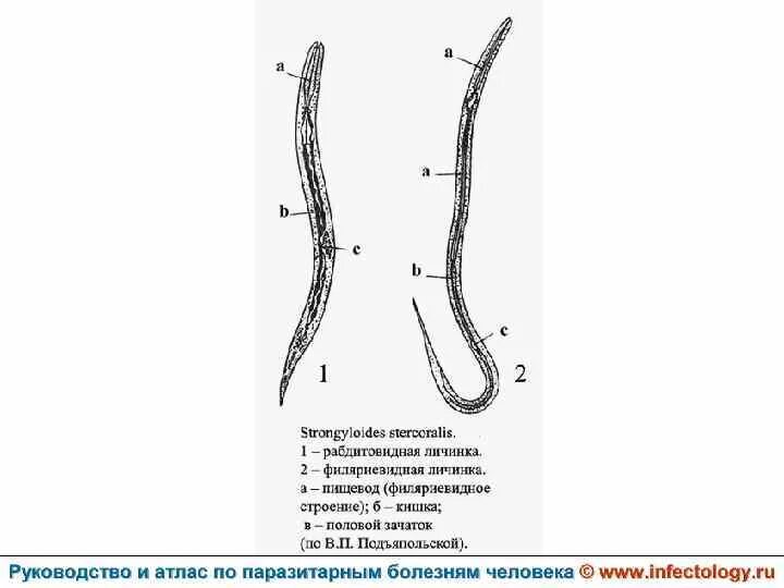 Жизненный цикл угрицы. Угрица кишечная строение морфология. Угрица кишечная морфология. Стронгилоидоз strongyloides stercoralis. Угрица кишечная личинки.