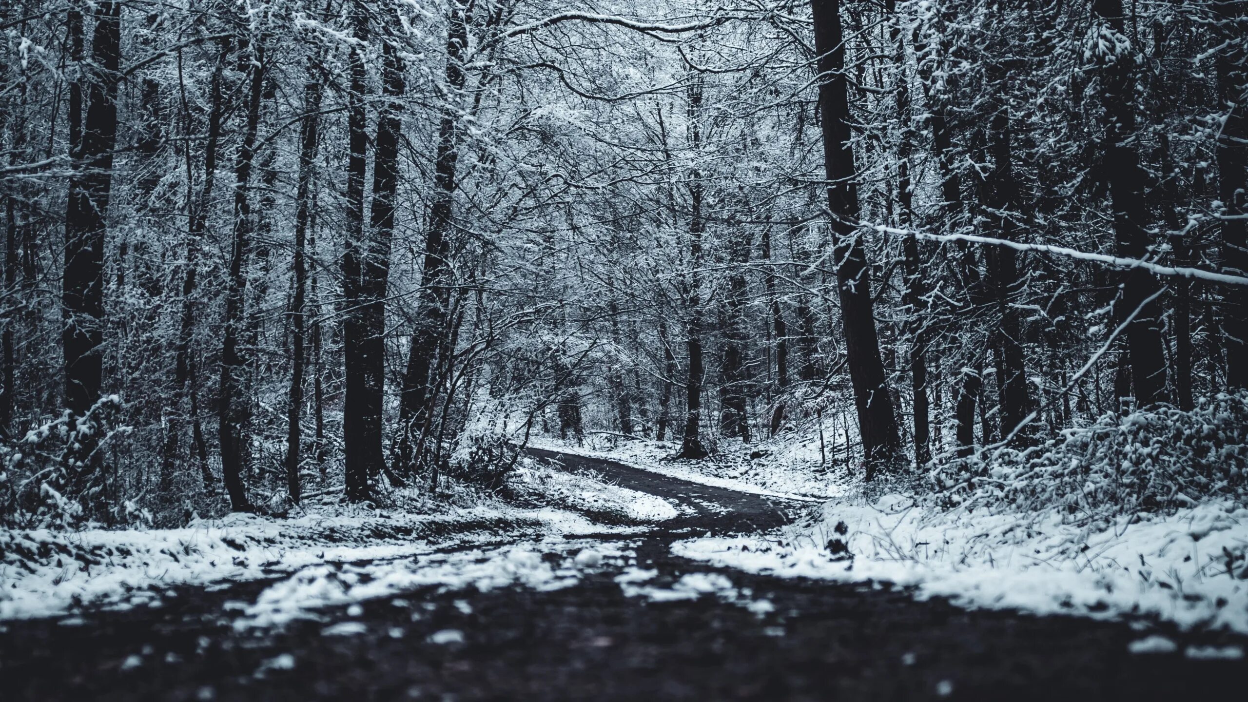 Мрачный снег. Зимний лес. Мрачный зимний лес. Страшный зимний лес. Темный зимний лес.