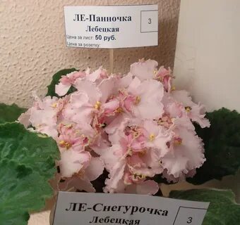 Мир фиалки