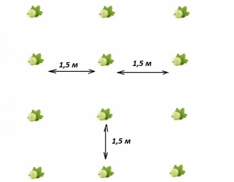 Схема посадки крыжовника. Значок схема посадки. Оптимальная схема посадки крыжовника. Посадка куртины схема. Расстояние между кустами клубники