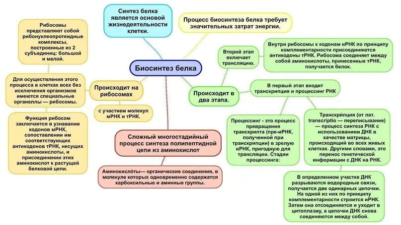 Егэ биология задачи на биосинтез. Биосинтез белка ЕГЭ биология. Биосинтез белка ЕГЭ биология 2023. Синтез белка ЕГЭ 2023. Биосинтез белка ЕГЭ биология 2024.