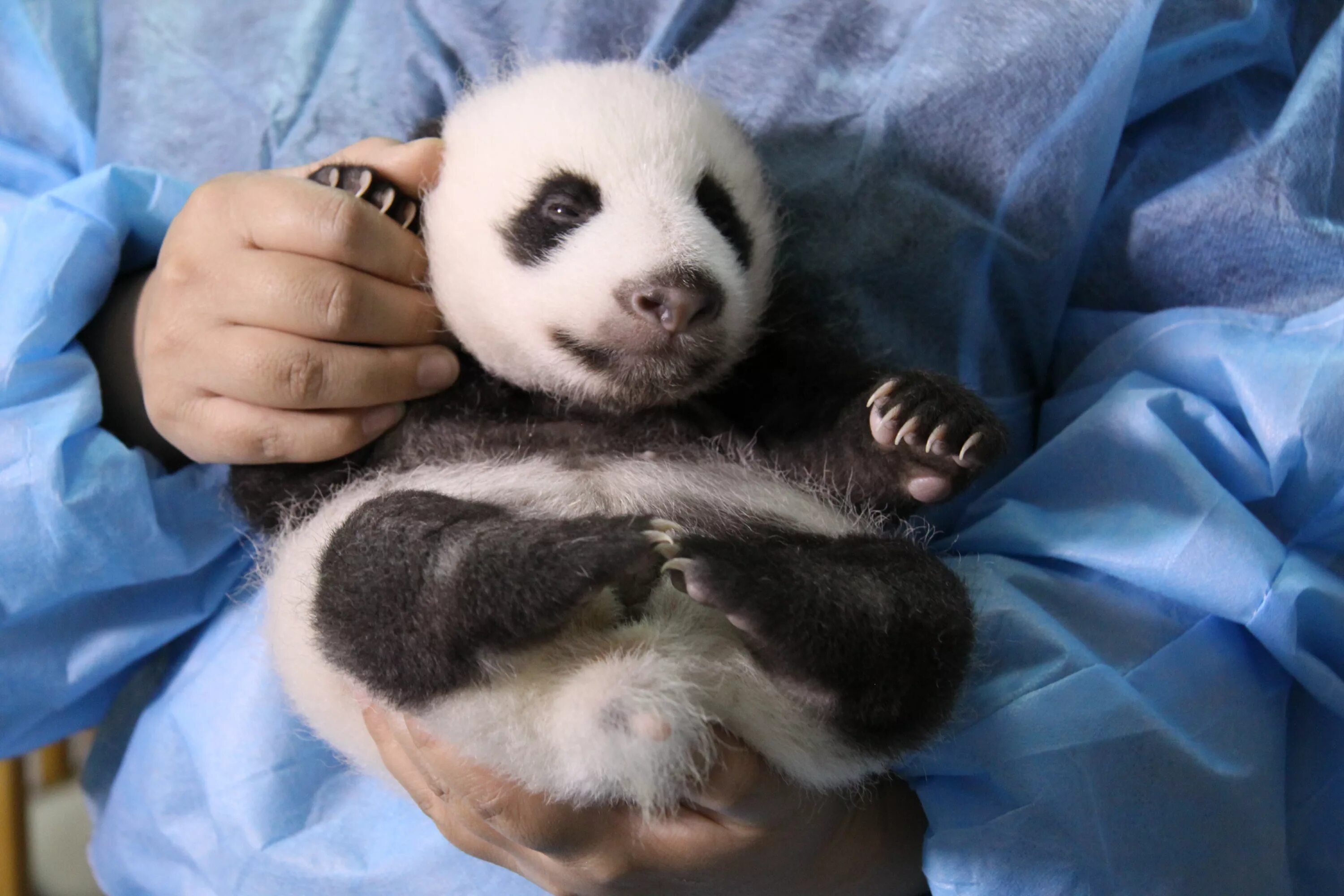 Сумчатая Панда. Циньлинская Панда. Маленькие панды. Панда Живая ручная.