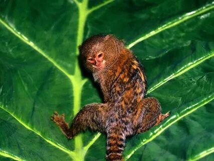 Small monkey