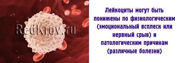 Повышены лейкоциты в крови после. Лейкоциты в крови понижены. Понижение лейкоцитов в крови. Если понижены лейкоциты в крови. Лейкоциты в крови понижены у женщин причины.