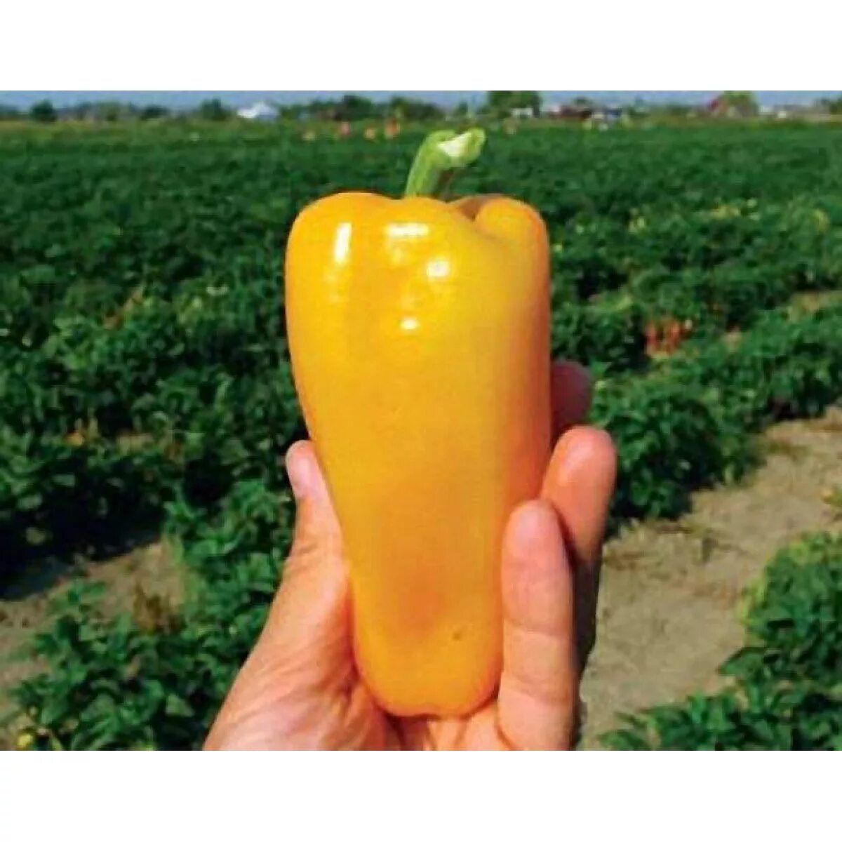 Перец соната f1. Перец тацит f1. Перец сладкий джемини f1. Перец пируэт. Перец пируэт, ф 1.