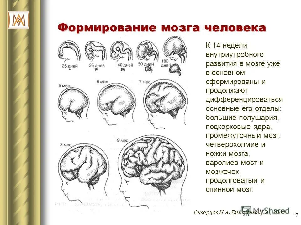 Этапы внутриутробного развития мозга. На какой неделе формируется мозг. На какой неделе формируется мозг. Формирование мозга у плода по неделям. Беременность стадии развития плода по неделям.