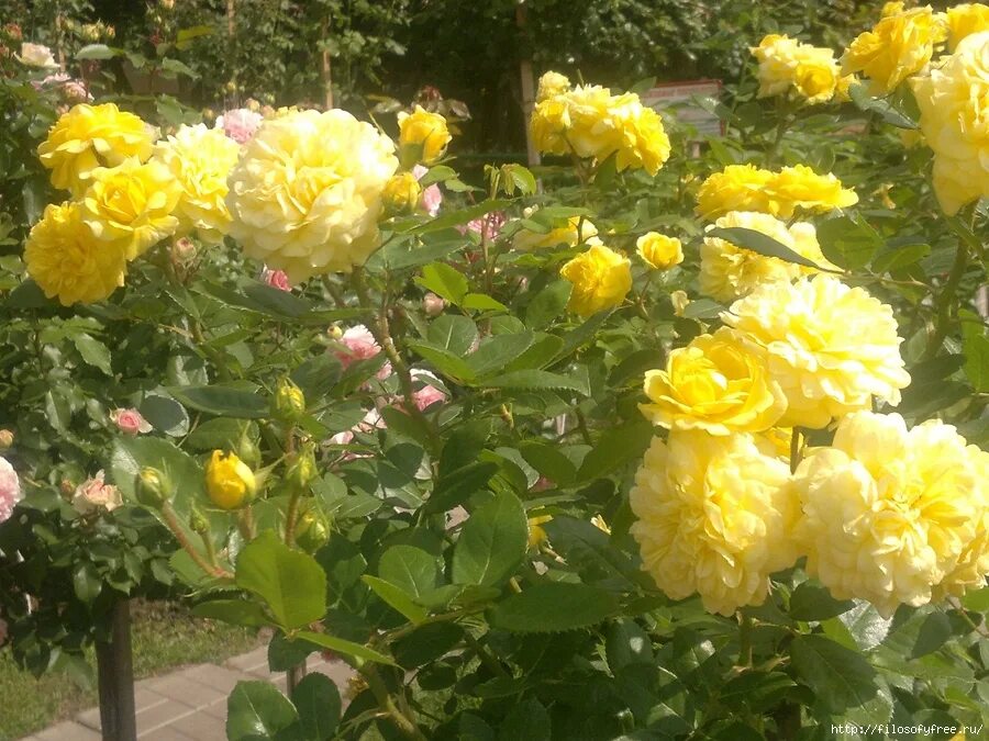 мир увлечений садовый центр интернет. мир увлечений розы. розарий в мире увлечений в медведково. мир увлечений розы. розарий в медведково.