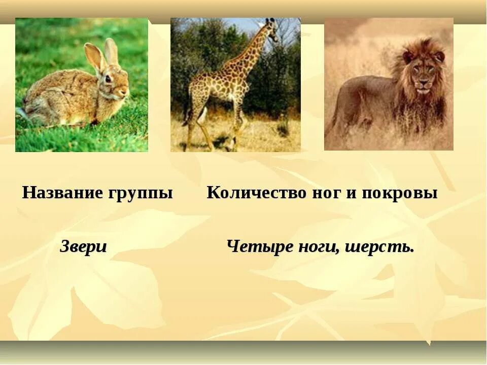 Количество животных как называется. Группы животных. названия групп животных. животные звери окружающий мир 2 класс. группа животных звери 2 класс.