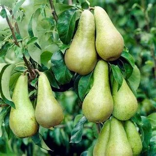 Груша конференция саженцы