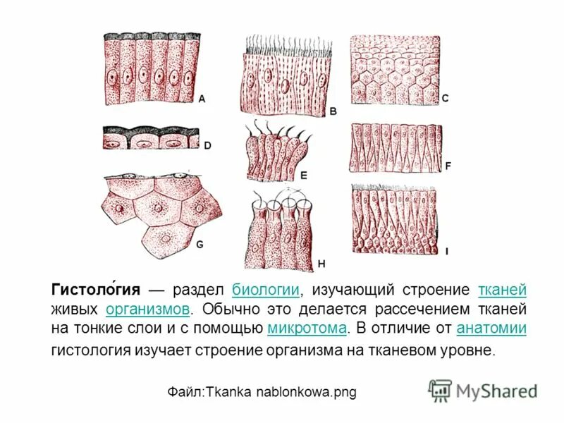 Почему у тканей разное строение. Ткани гистология кратко. Эпителиальная ткань гистология. Основы гистологии ткани анатомия. Гистологическое строение тканей.