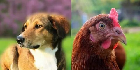 Chicken dog