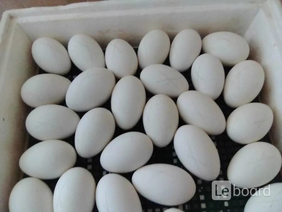Сколько стоит десяток гусиных яиц. Яйцо гусиное инкубационное. Ленточные гуси инкубационное яйцо. Яйцо гусиное инкубационное 12 дней.