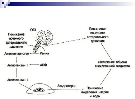 Почечный тонус