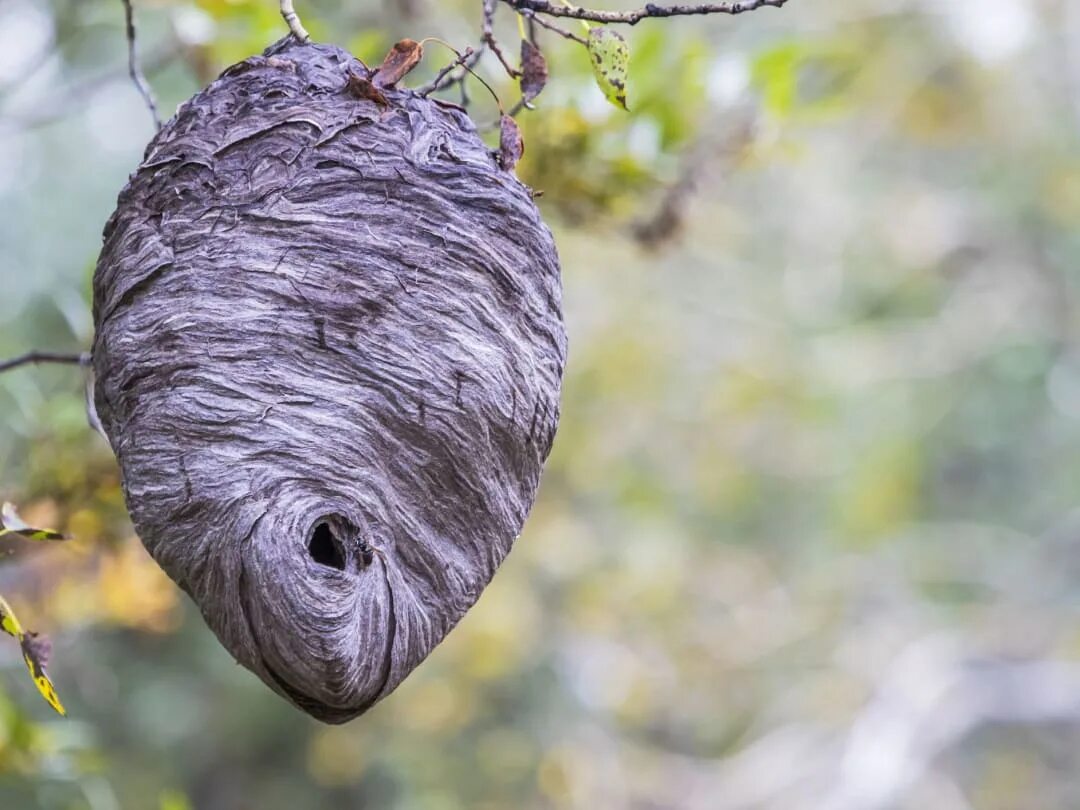 What does the swallows nest look like