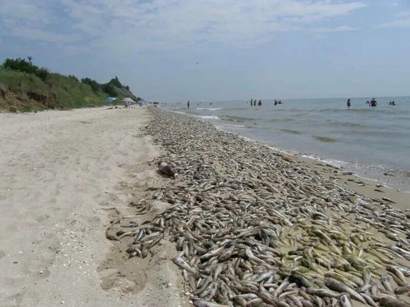 Мор бычка на Азовском море. Выброс рыбы в Азовском море. Мор рыбы на Азовском море. Бычки Азовского моря.