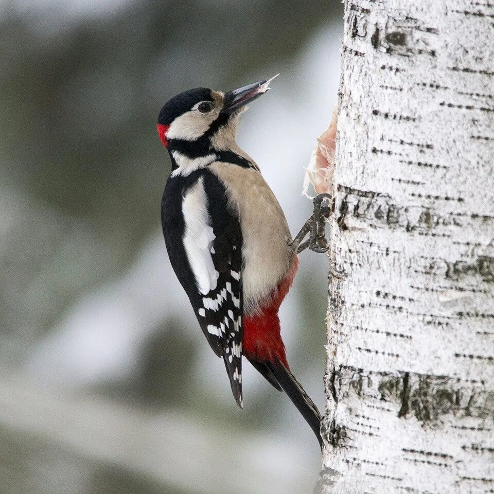 Дятел (picidae. Королевская желна дятел. Дятел пестрый обыкновенный. Дятел картинка фото. Длиннохвостый дятел.