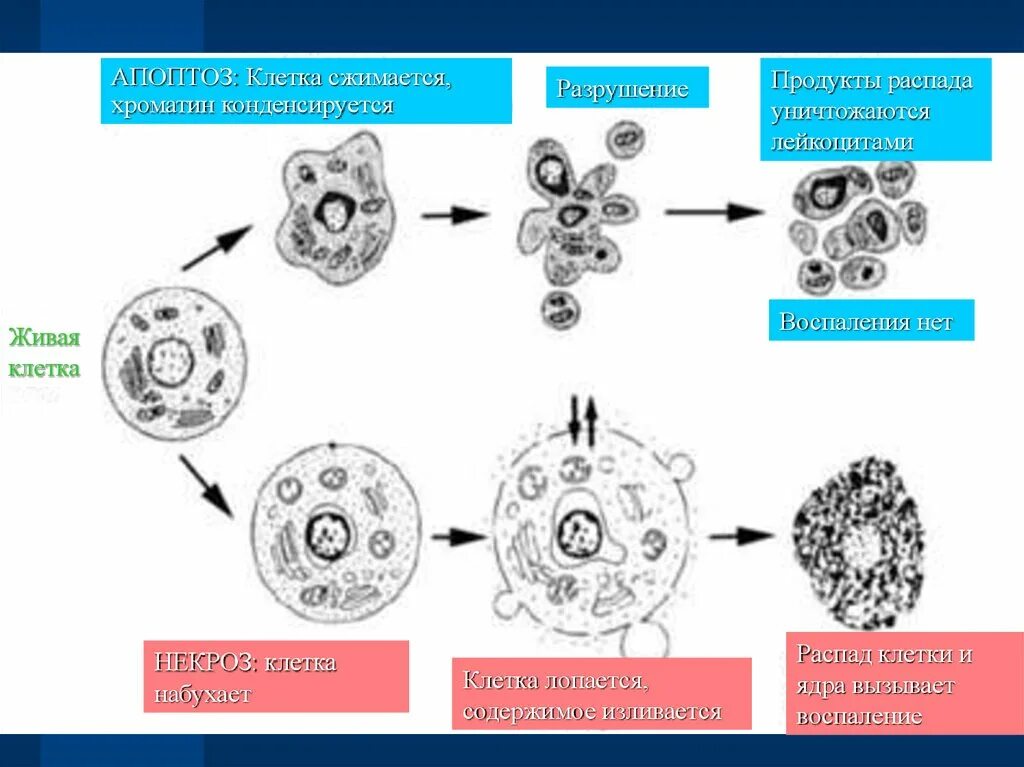 Схема апоптоза клетки. Распад клетки. Отмирание клеток. Смерть клетки апоптоз. Некроз клетки.