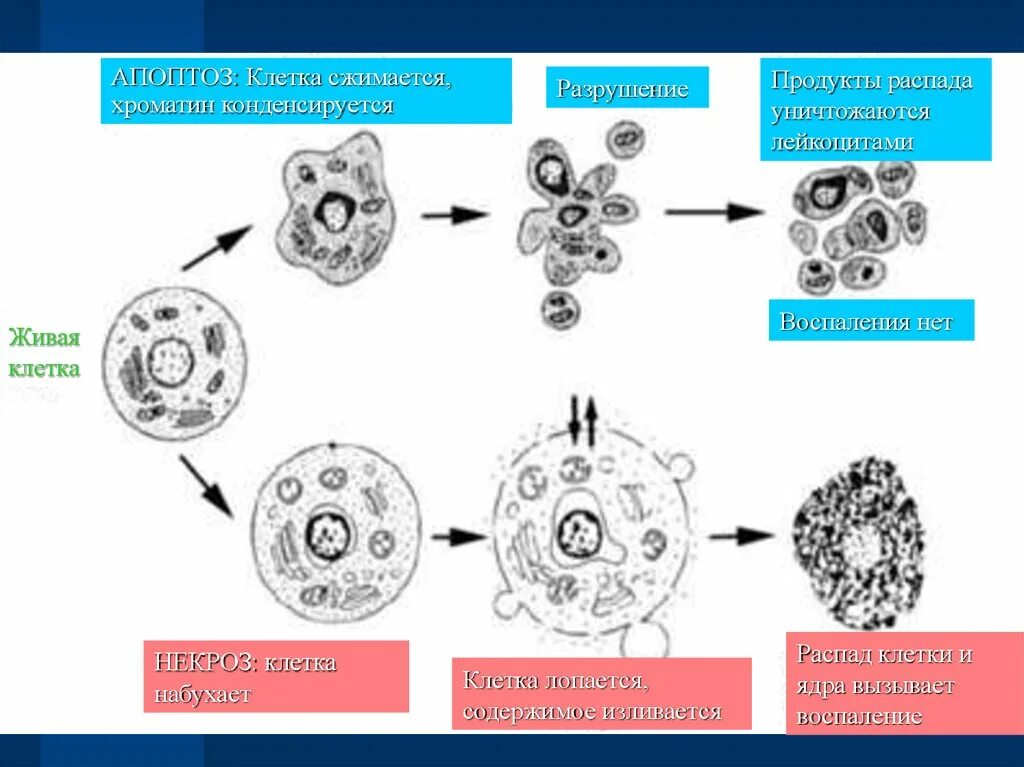 Продукты распада клеток. Схема гибели клеточного ядра при апоптозе. Апоптоз и некроз схема. Жизненный цикл клетки апоптоз схема. Схема гибели клеточного ядра при некрозе и апоптозе.