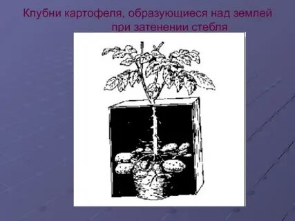 Экспериментатор произвел закладку клубней картофеля