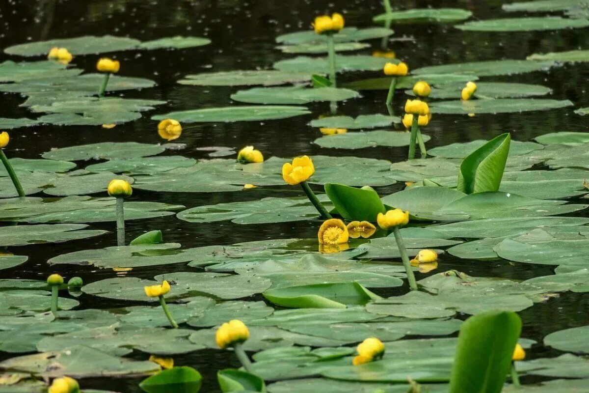 Кубышка (Nuphar). Кувшинка желтая кубышка. Кубышка желтая водяная Лилия. Кубышка водные растения. 2 кубышки