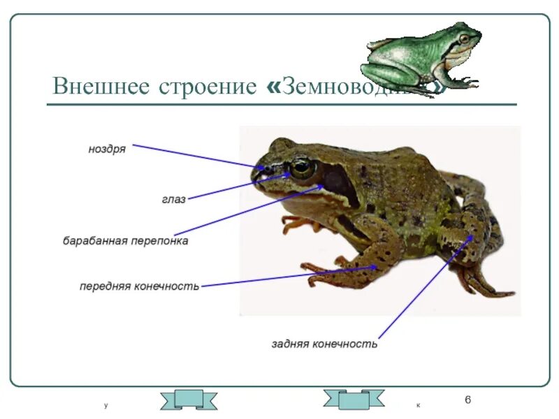 Особенности внешнего строения животных. Внешнее строение земноводных. внешнее строение амфибий. особенности внешнего строения земноводных. особенности строения амфибий.