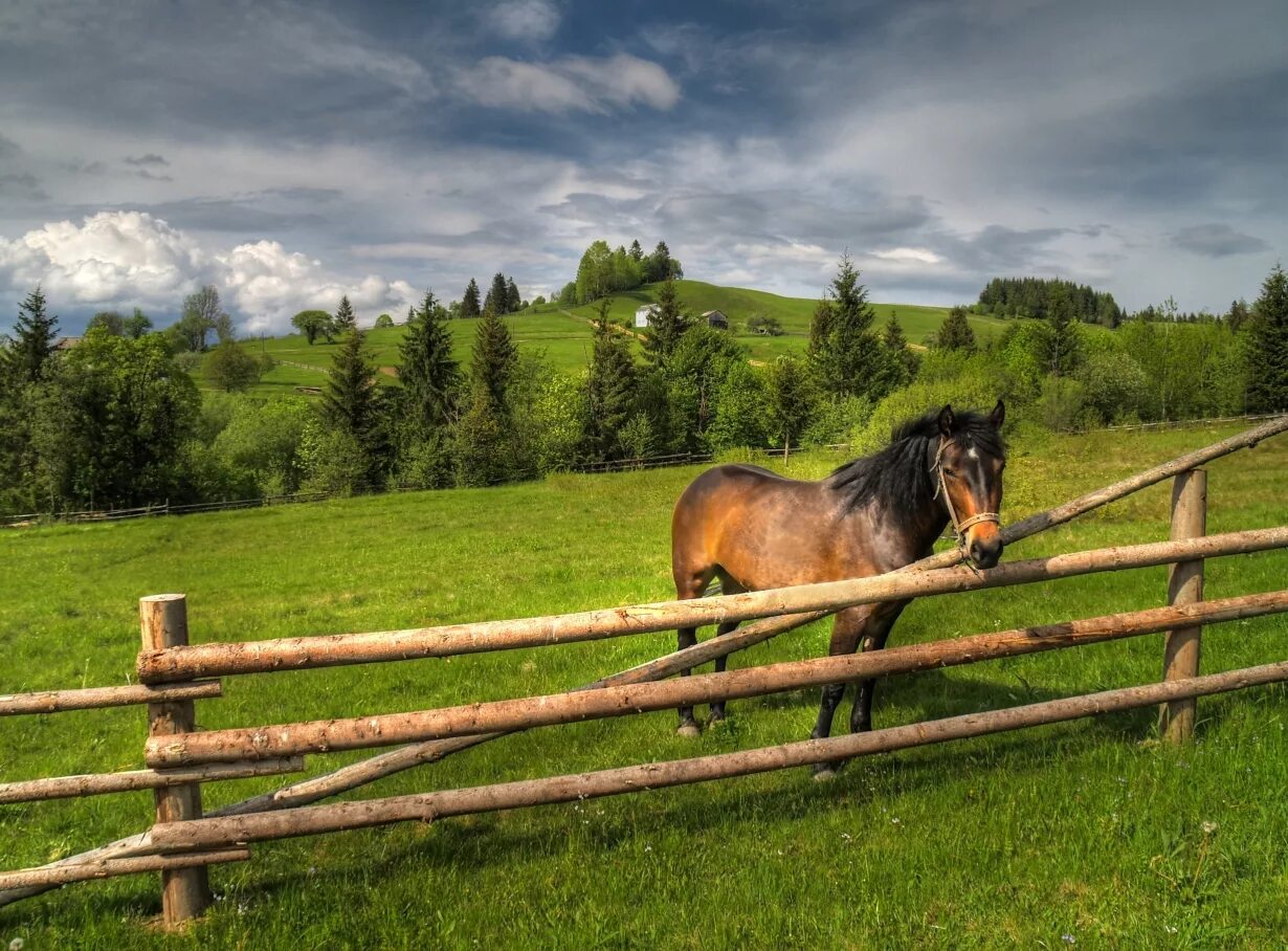 Село лошадка