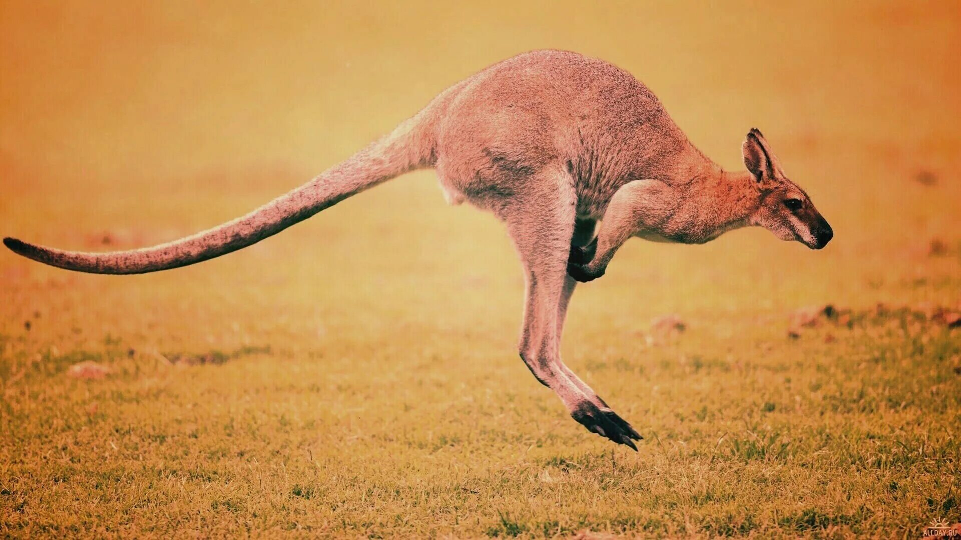 Сумчатые кенгуру. Сколько прыгает кенгуру в длину. Кенгуру в прыжке. Прыжок кенгуру в высоту. Сколько прыгает кенгуру в длину.