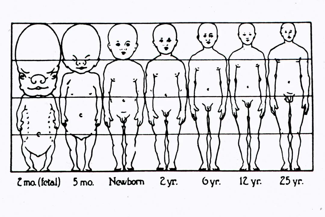 Изменение пропорций тела в онтогенезе. Возрастные изменения пропорций тела человека. Пропорции тела организма человека в онтогенезе. Возрастные изменения пропорций человек. Изменения роста ребенка