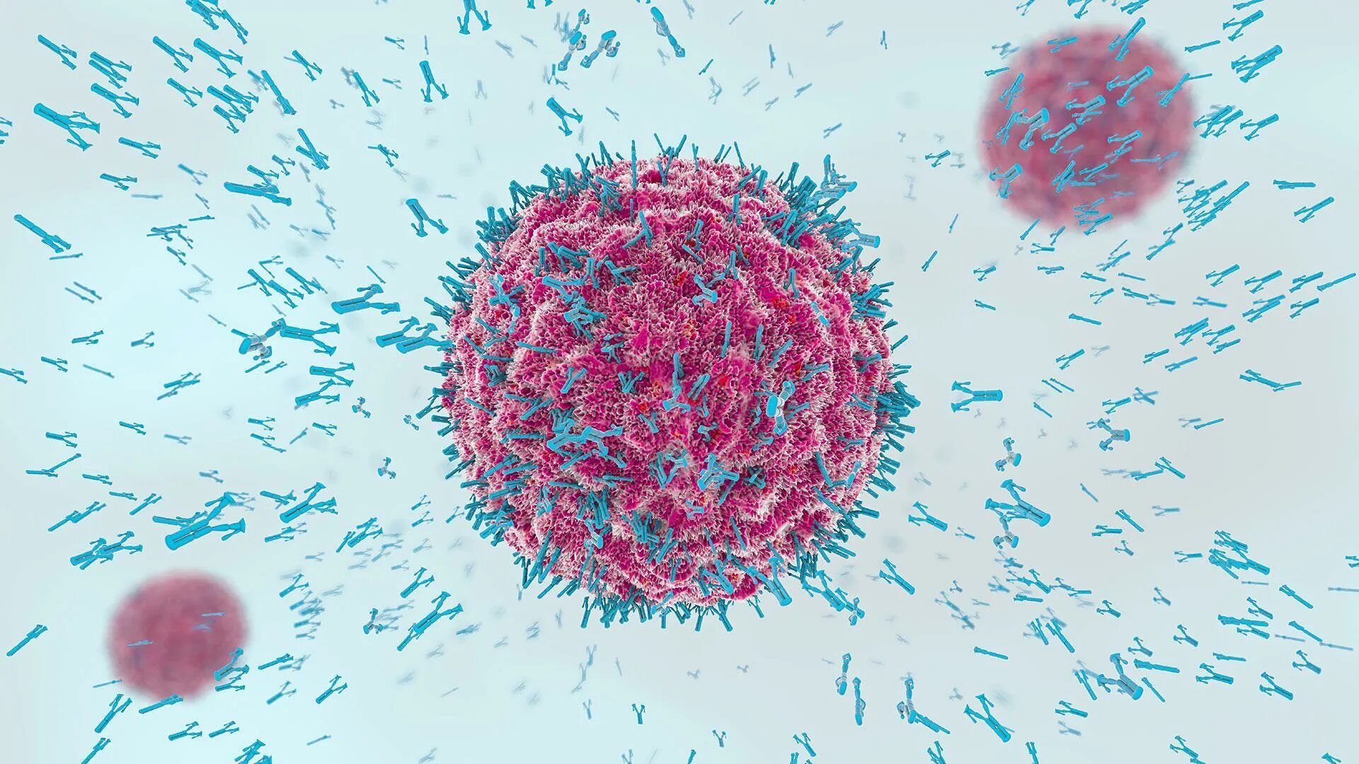 Иммуноглобулин в лимфоциты. Иммунитет антитела антигены. Т-лимфоциты (антитела IGG 4). Антитела к коронавирусу под микроскопом. Коронавирус иммунитет микробиология.