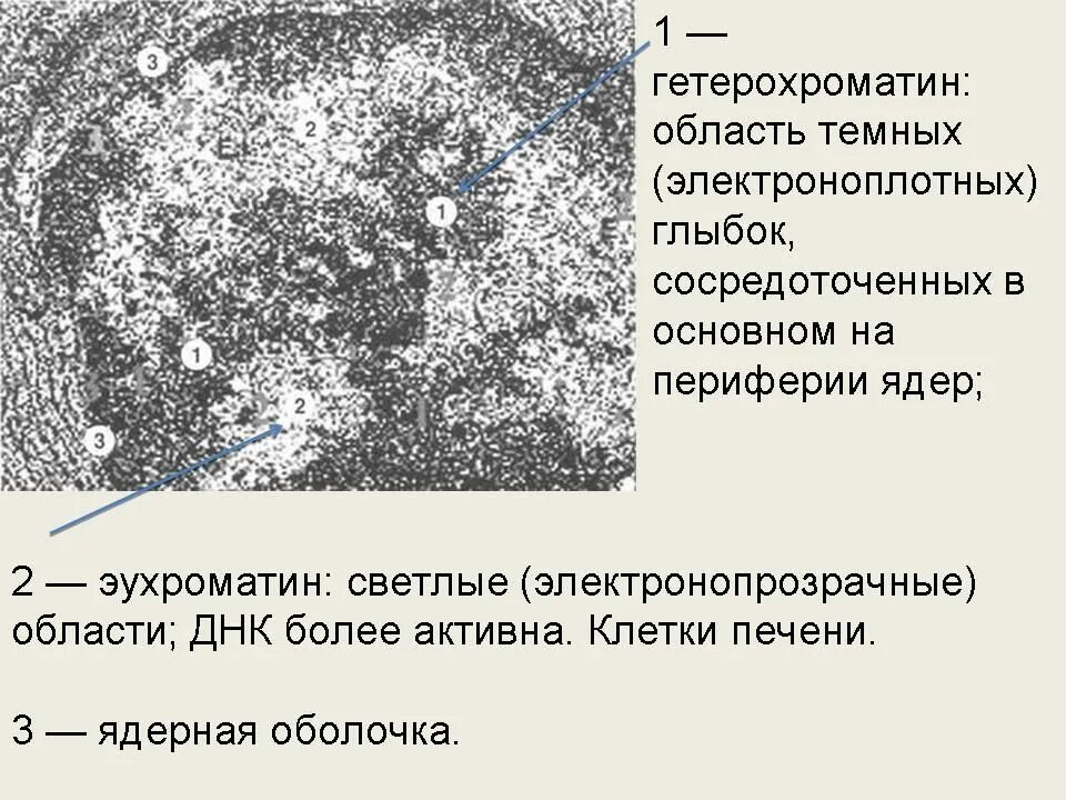 Гетерохроматин определение. Строение ядра эухроматин гетерохроматин. гетерохроматин ядра функции. строение ядра функции гетерохроматин эухроматин. эухроматин и гетерохроматин строение и функции.