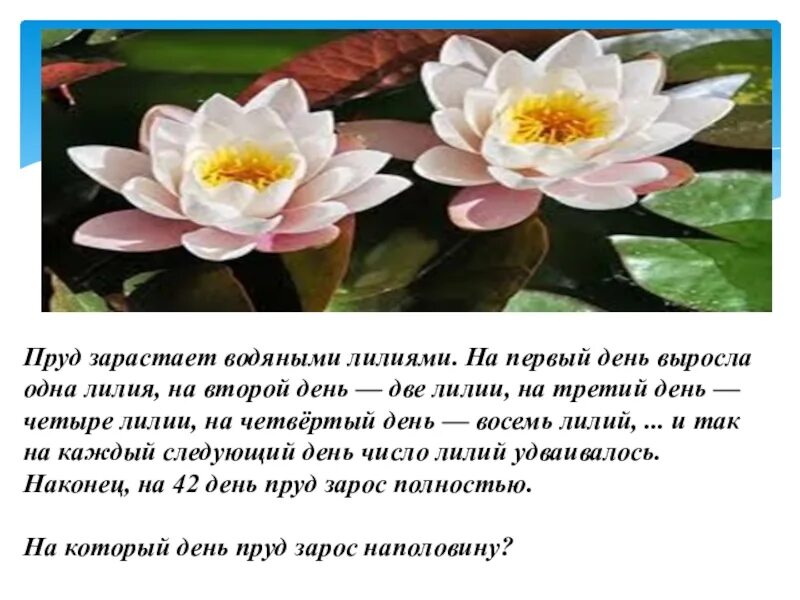 Заросший пруд с кувшинками. Пруд зарастает водяными лилиями. Логическая задача про кувшинки. Задача про кувшинки на пруду. В пруду растут кувшинки за сутки