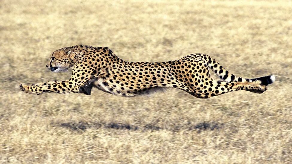 Гепард км в час. Гепард скорость. настоящий гепард. cheetah полуприцеп. cheetah force куртки.