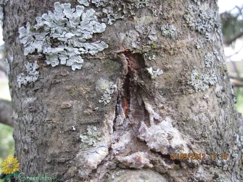 Сибирский сосновый хермес. Мучнистая роса на комнатных растениях. Белые пятна на ели. Белые пятна на ели. Хермес веймутовой сосны.