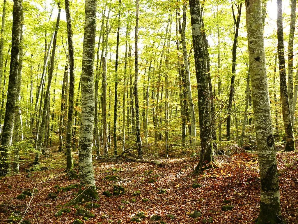 I see a forest