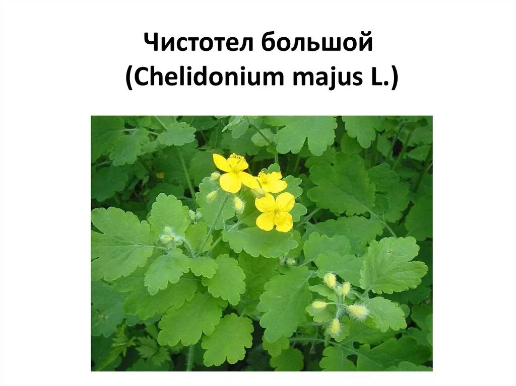 Детский чистотел. Чистотел Chelidonium majus. Chelidonium. Хелидониум (чистотел).. Чистотел большой (Chelidonium majus l.). Чистотелрвстение ядовитое.