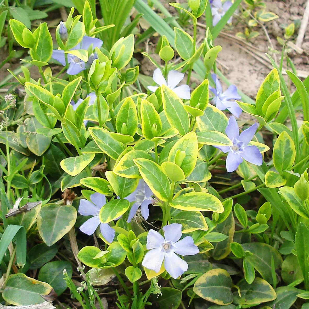 Барвинок пестролистный. Барвинок малый (vinca minor). барвинок малый aureovariegata. барвинок малый (vinca minor `gertrude jekyll`). барвинок блю энд голд.