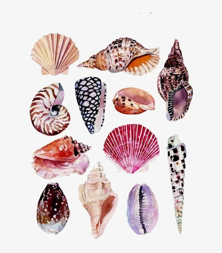 Shells born